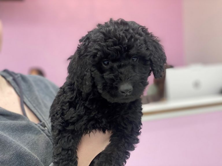 Beau - Goldendoodle