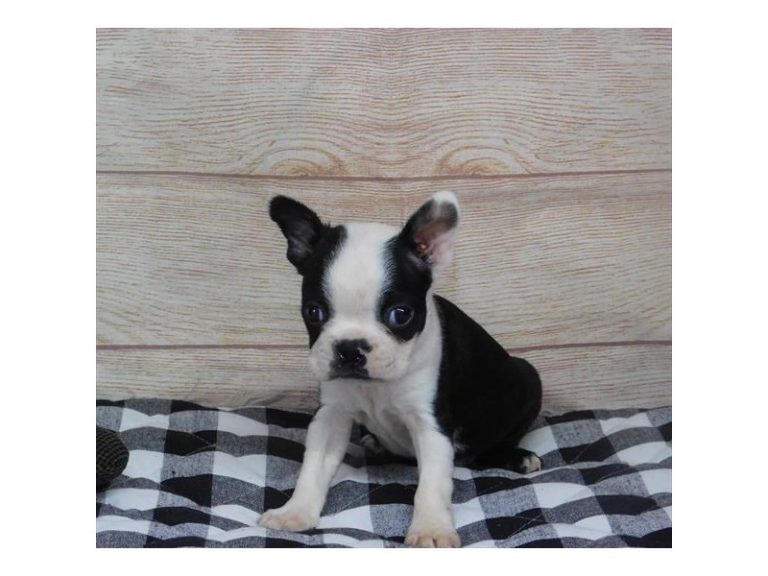 Rocky - Boston Terrier