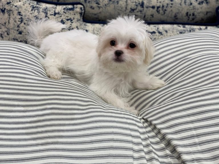 Miles - Munchkin (Japtese) (Mixed Breed)