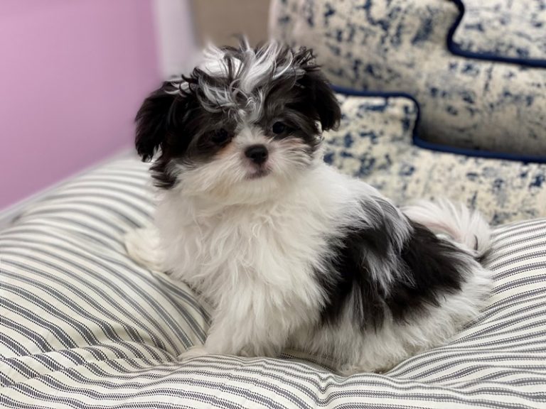 Declan - Munchkin (Japtese) (Mixed Breed)