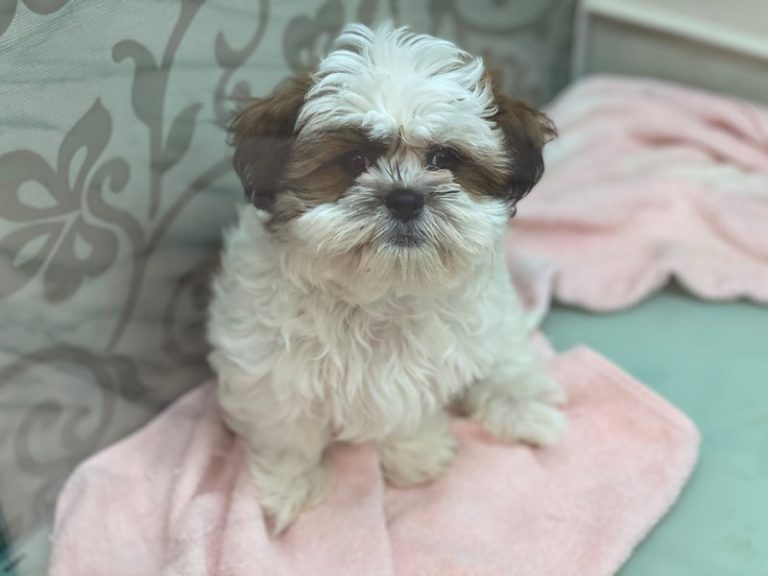 Mason - Teddy Bear