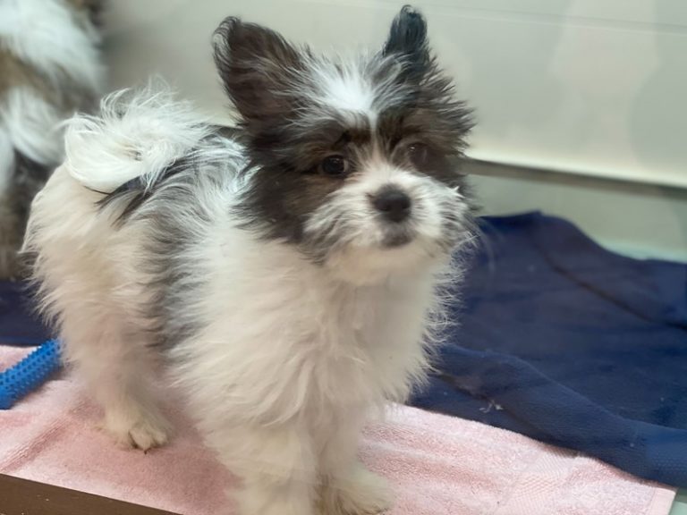 Mila - Shih Tzu/American Eskimo