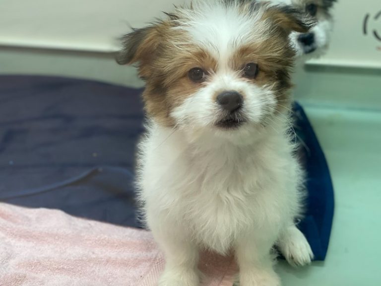Wade - Shih Tzu/American Eskimo