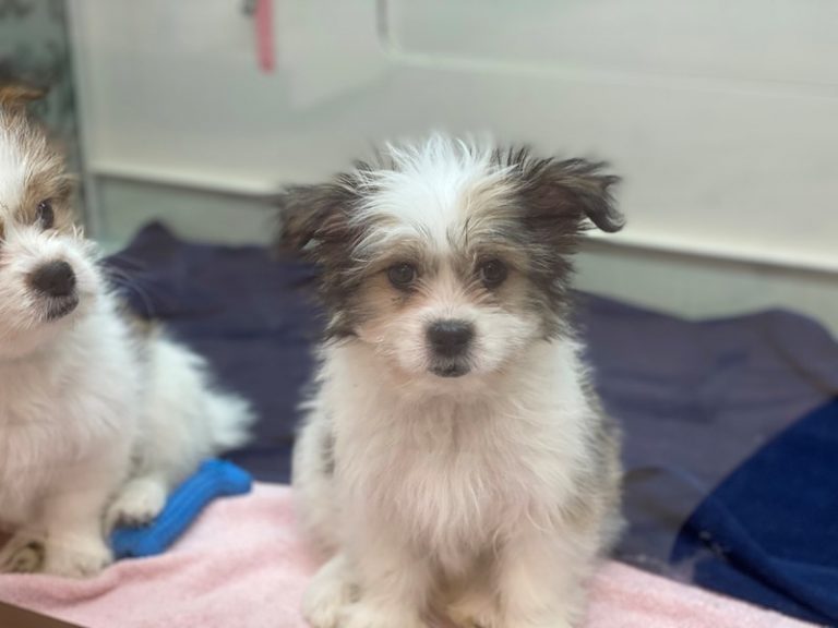 Ella - Shih Tzu/American Eskimo