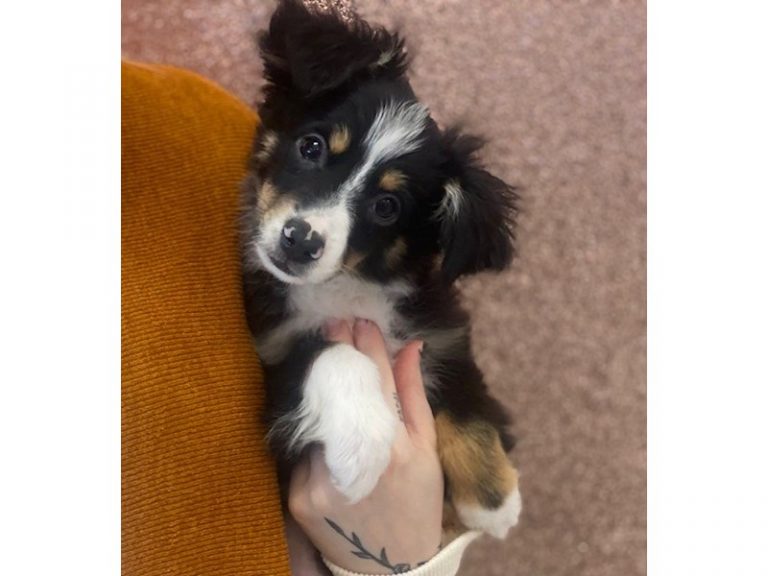 Sparky - Mini Australian Shepherd