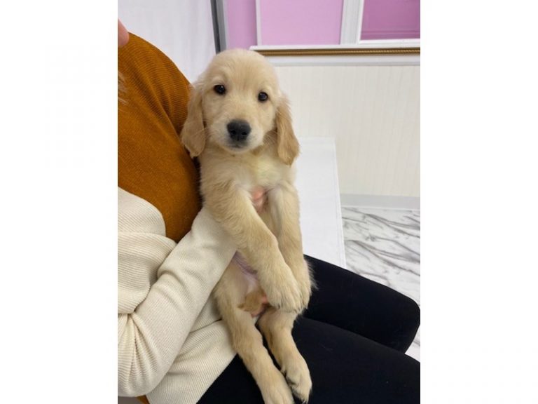 Rudy - Golden Retriever