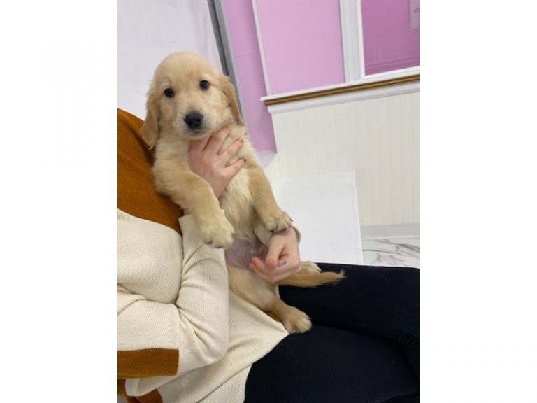 Sammy - Golden Retriever