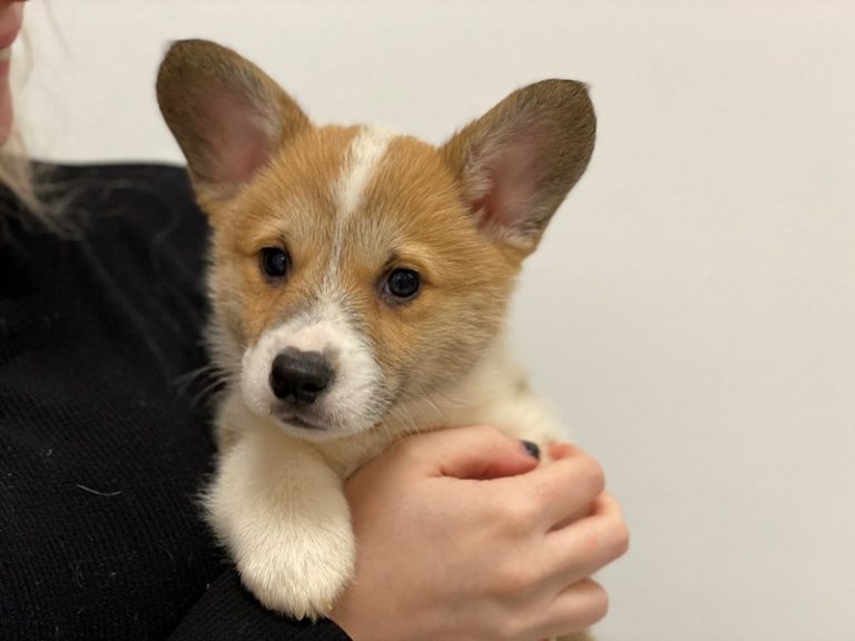 Corky - Pembroke Welsh Corgi