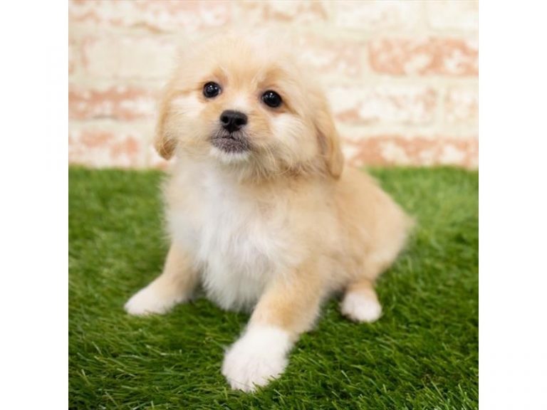 Minnie - ShizaPoo