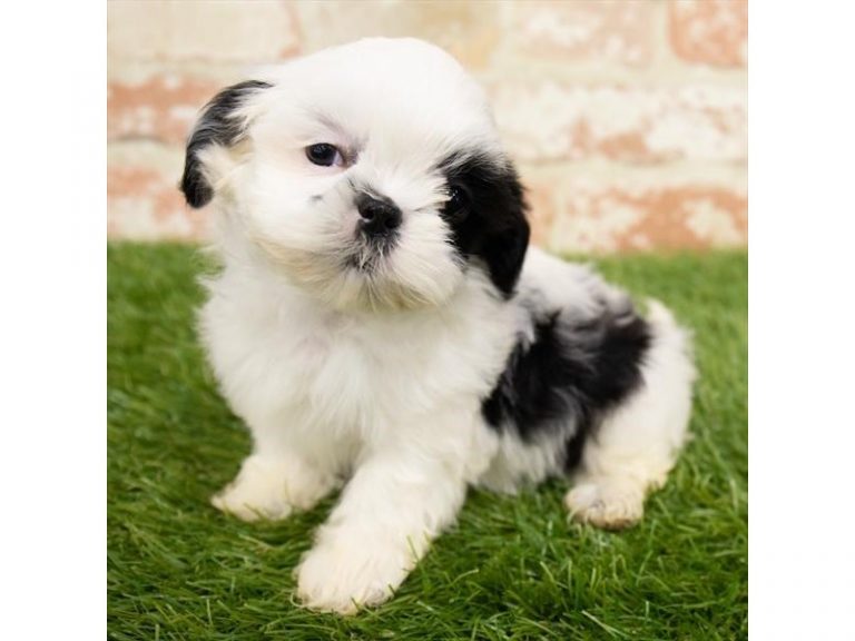 Bandit - Shih Tzu