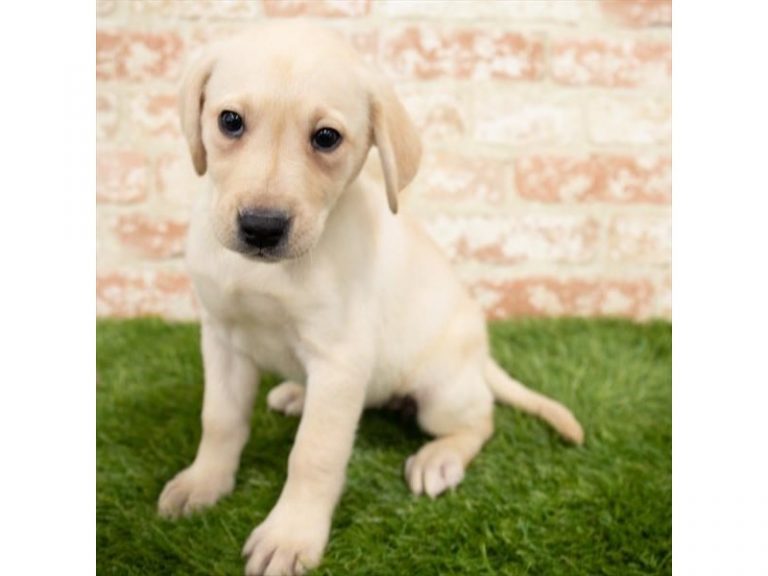Polly - Labrador Retriever