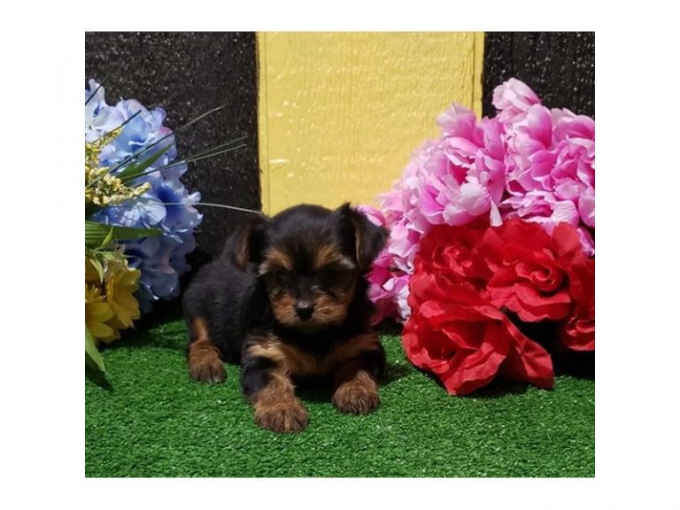 Poppy - Yorkshire Terrier