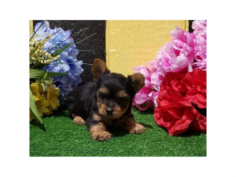 Portia - Yorkshire Terrier