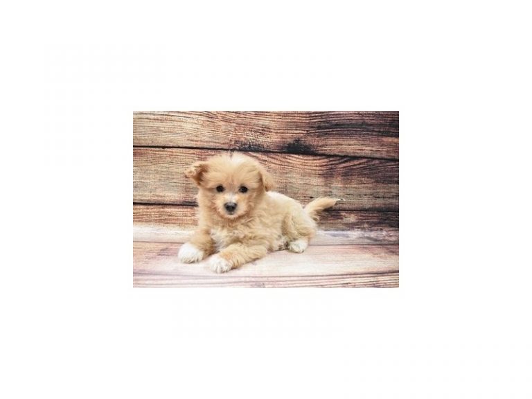 Milly - Pom-A-Poo