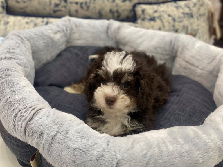 Rocco - Mini Bernedoodle