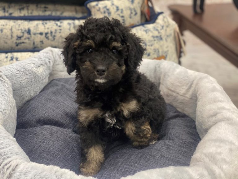 Penelope - Mini Bernedoodle