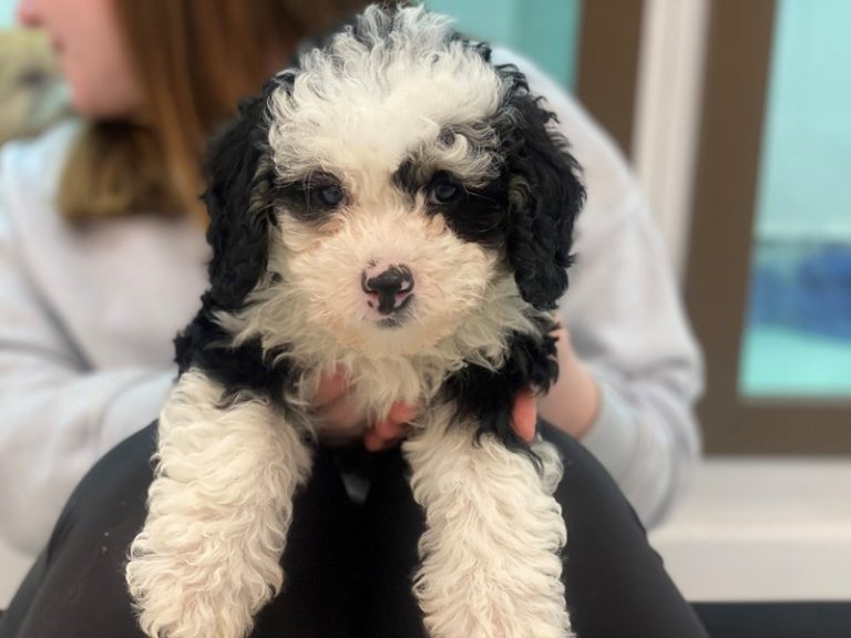 Chloe - Mini Bernedoodle