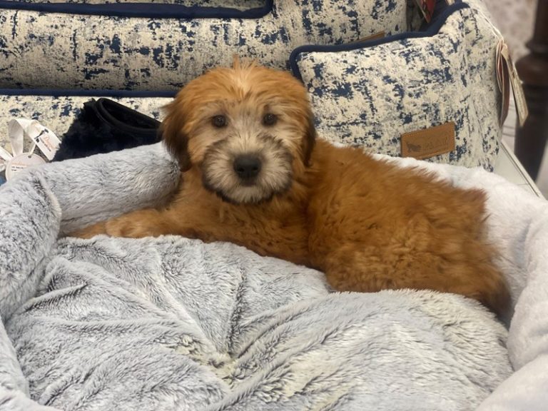 Wendy - Soft Coated Wheaten Terrier