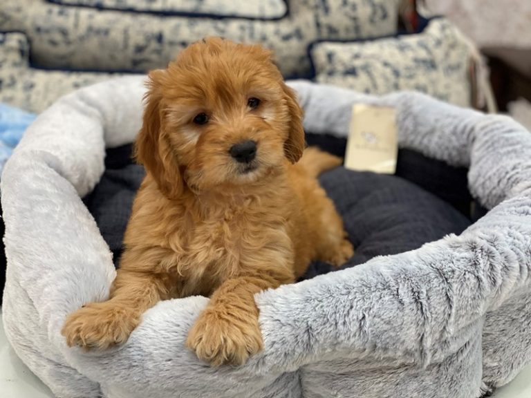 Rusty - Goldendoodle Mini