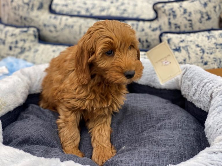 Brandy - Goldendoodle Mini