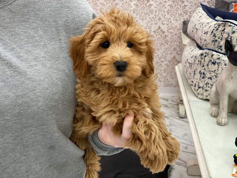 Muffin - Goldendoodle Mini