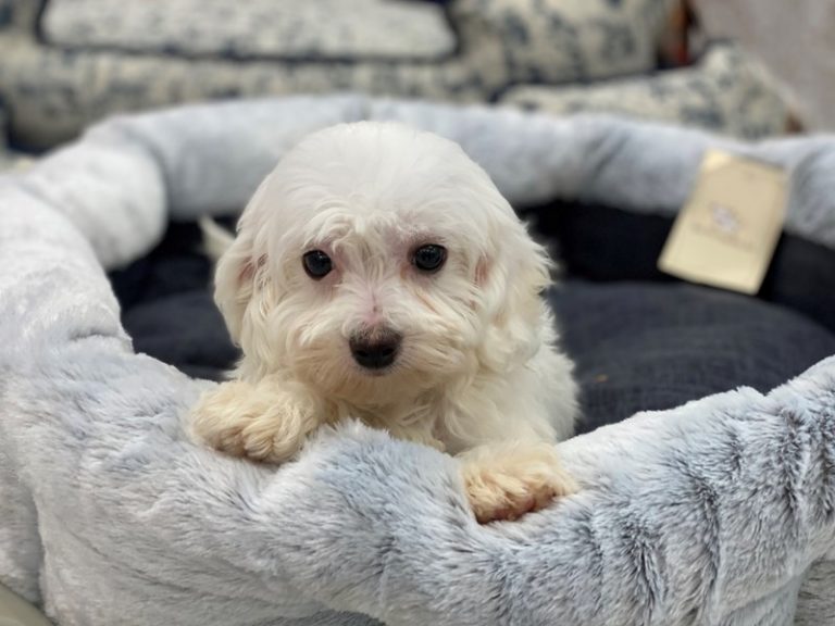 Charlie - Maltipoo