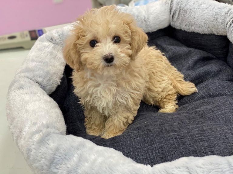 Lola - Maltipoo