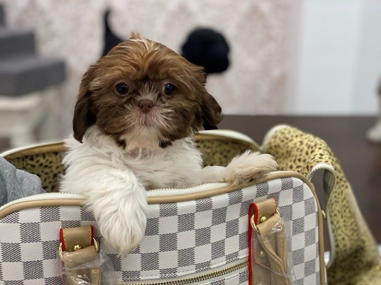Zoey - Shih Tzu