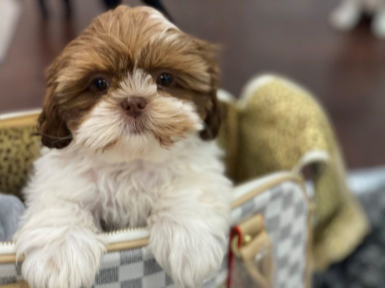 Clara - Shih Tzu