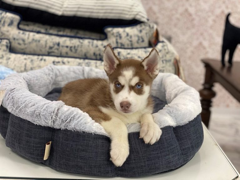 Dakota - Siberian Husky