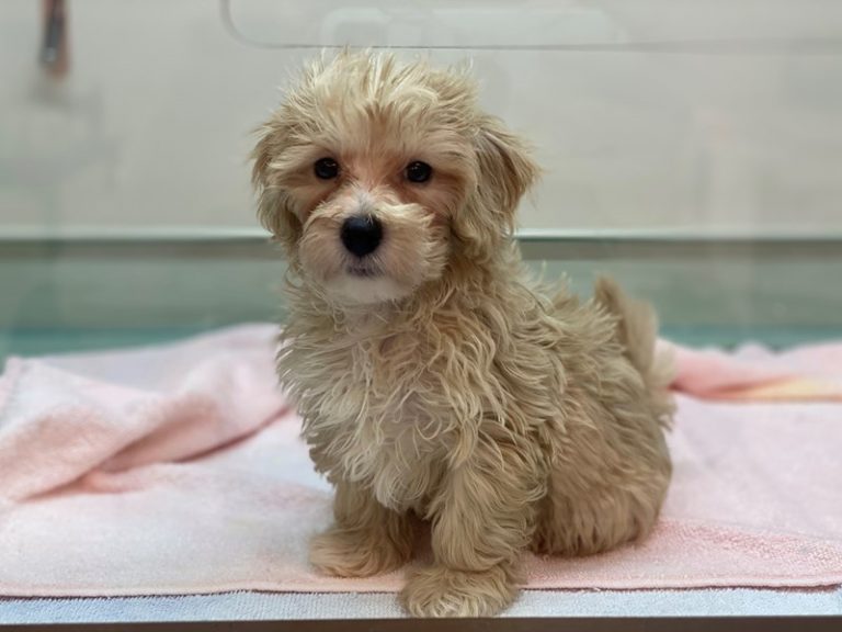 Spencer - Maltipoo