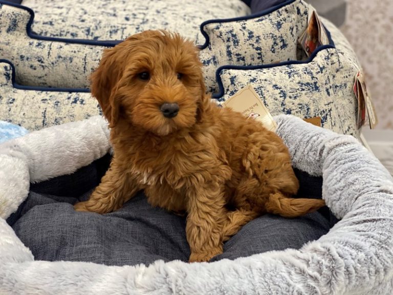 Rusty - Goldendoodle Mini