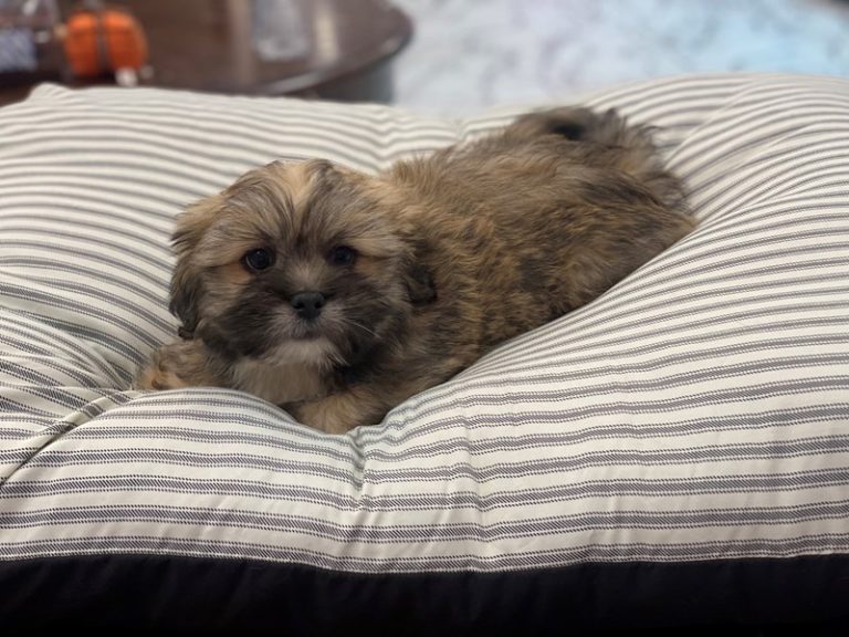 Augie - Lhasa Apso