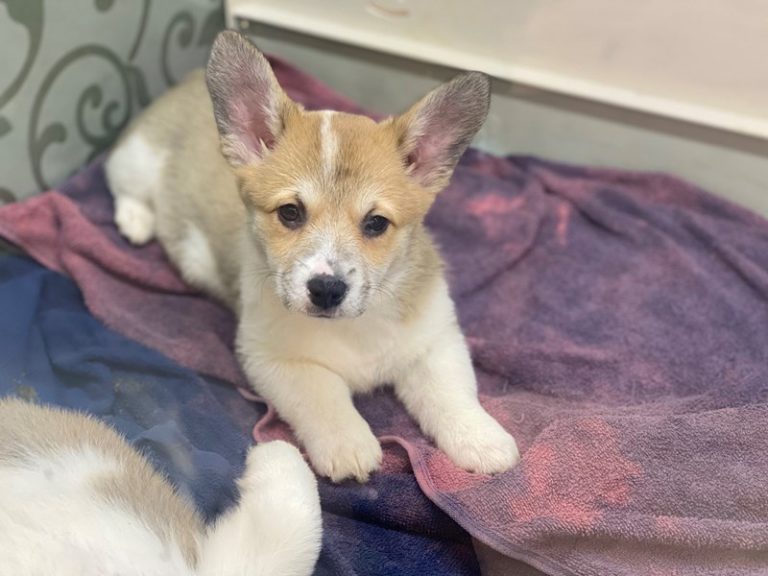 Darcy - Pembroke Welsh Corgi