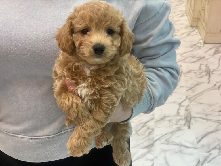 Morgan - Bichapoo