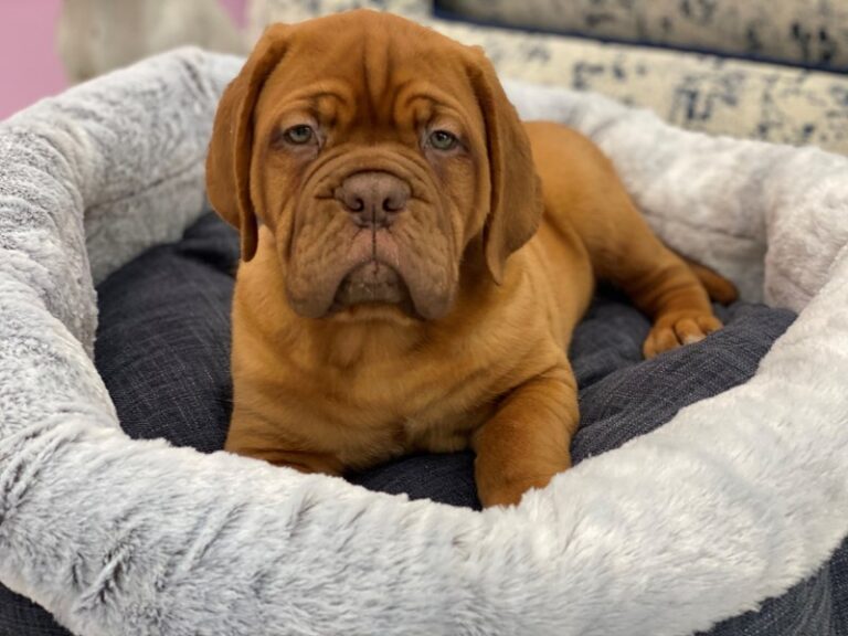 Harlow - Dogue De Bordeaux
