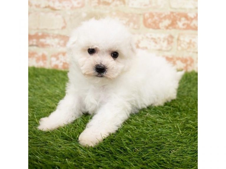 Reuben - Bichon Frise