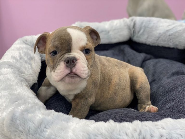 Reggie - English Bulldog