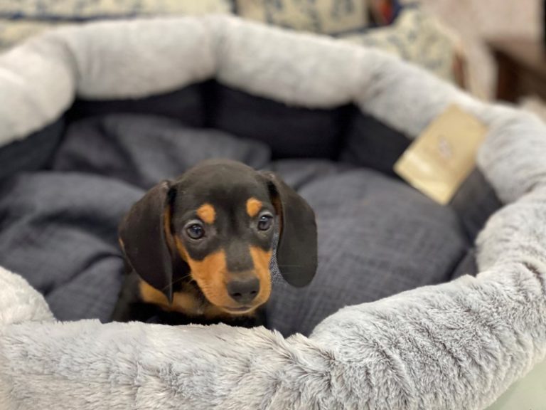Flynn - Dachshund