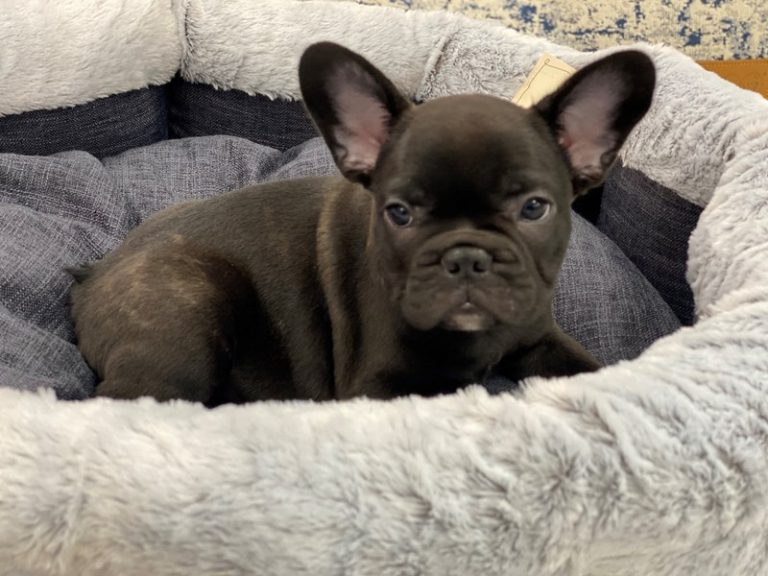 Carter - French Bulldog