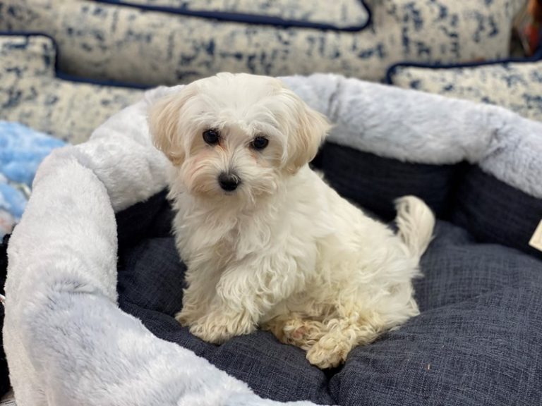 Shelby - Maltipoo