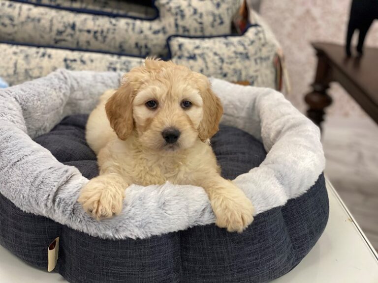 Chloe - Labradoodle