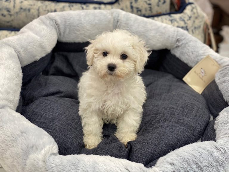 Tilly - Teddy Bear