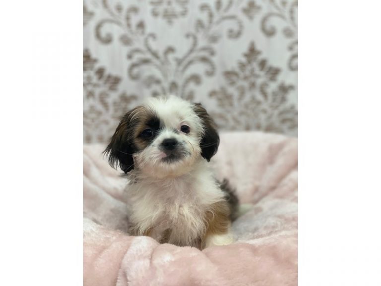 Wyatt - Shih Tzu