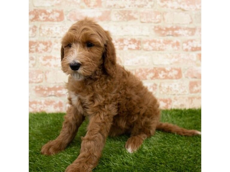 Goldendoodle - Goldendoodle