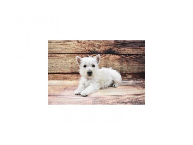 West Highland White Terrier - West Highland White Terrier