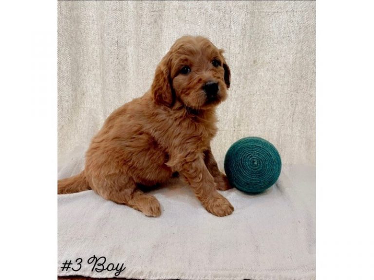 Ryder - Goldendoodle