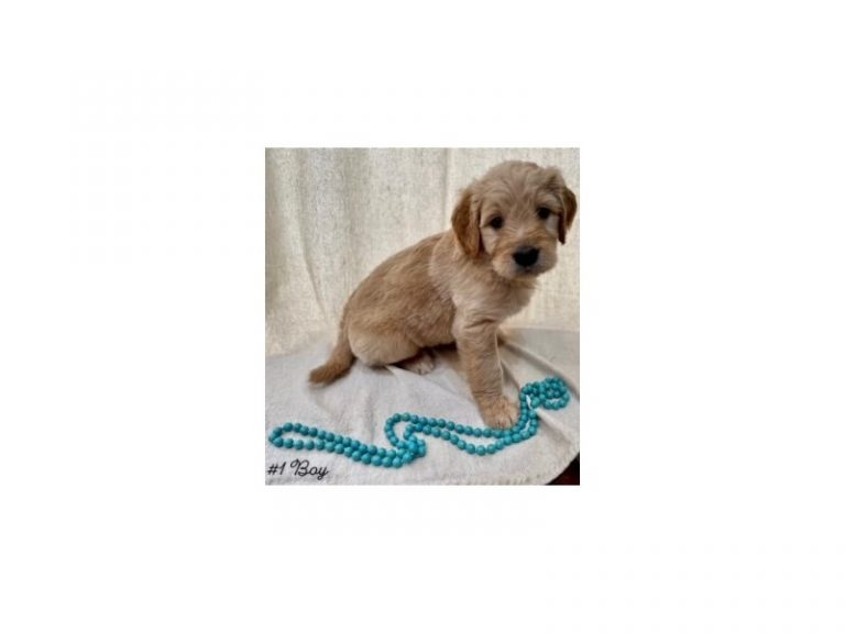 Harvey - Goldendoodle
