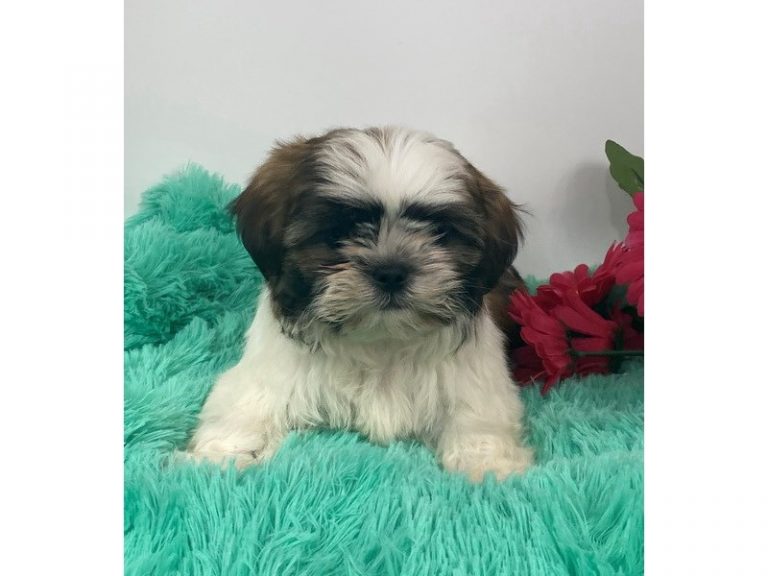 Mikey - Shih Tzu