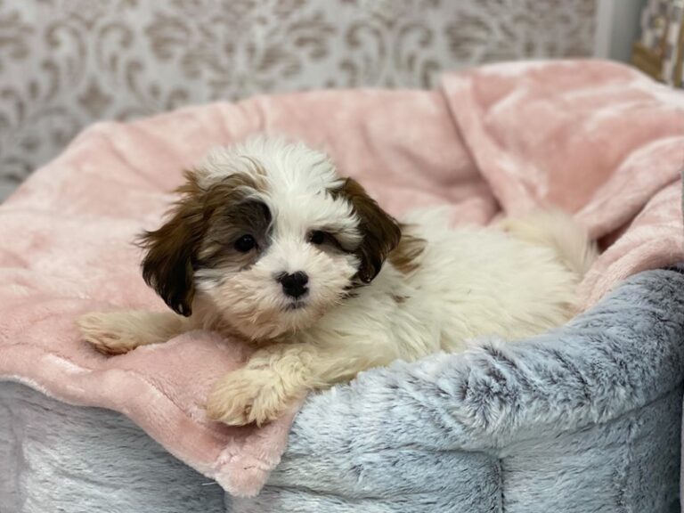 Oscar - Shipoo